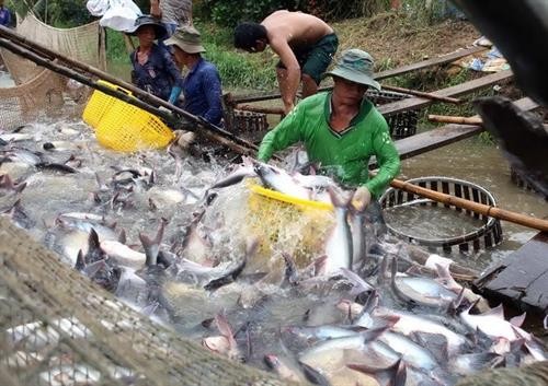 越南水产为解除欧委会“黄牌”警告作出最大的努力