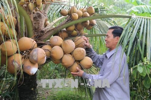 Tân Phú Đông phát triển vùng chuyên canh cây trồng đặc sản thích ứng hạn mặn