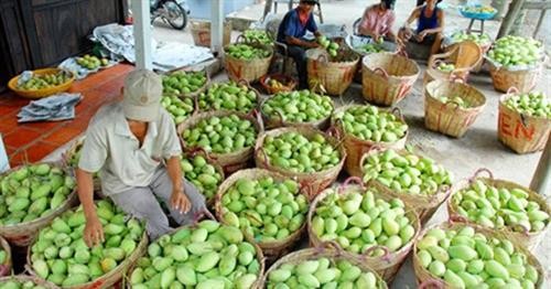 越南水果蔬菜出口有望创下新奇迹