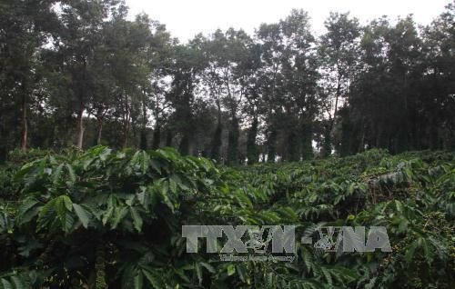 Nhân rộng cây trồng xen trong vườn cà phê