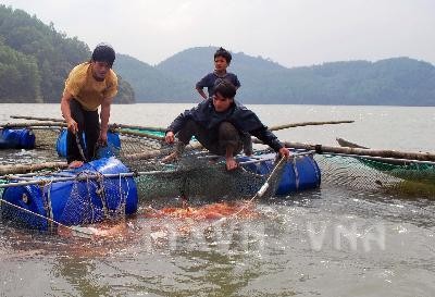 Hiệu quả mô hình hợp tác nuôi cá nước ngọt tại Quảng Ngãi