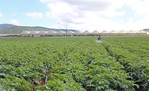 Đắk Lắk: Mưa lớn trên diện rộng giải nhiệt cho hàng trăm ngàn ha cây trồng