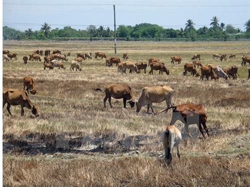 Hạn hán tác động đến chăn nuôi gia súc ở Ninh Thuận