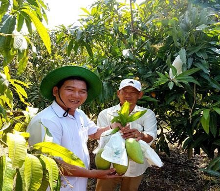 茶荣省芒果获全球良好农业操作认证 热销新加坡市场