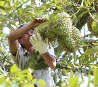 Các tỉnh Tây Nguyên phát triển cây ăn quả theo xu hướng thị trường