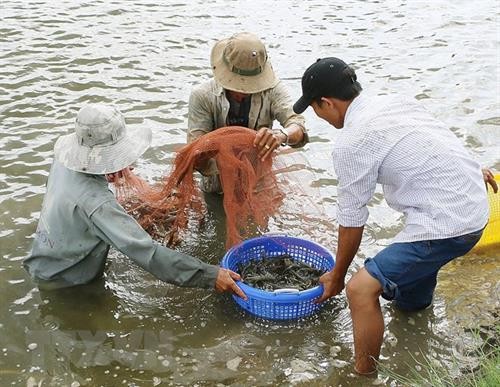 平定省采用高新技术的虾类养殖模式
