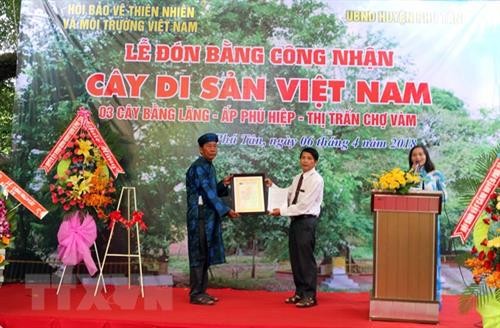 越南安江省三棵大花紫薇树被列入越南遗产树名录
