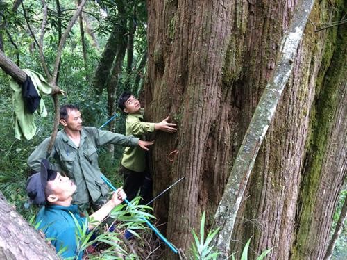 河静省武光国家公园发现一棵树龄约为800-1000年的福建柏