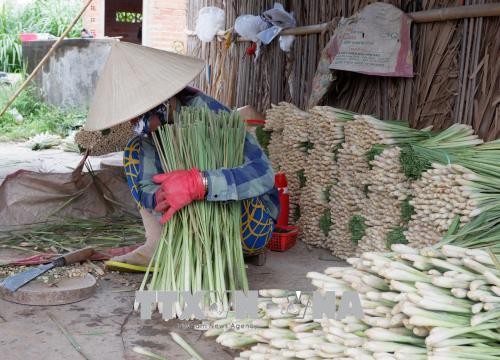 Trồng sả trên vùng đất nhiễm mặn huyện Tân Phú Đông đem lại hiệu quả kinh tế cao
