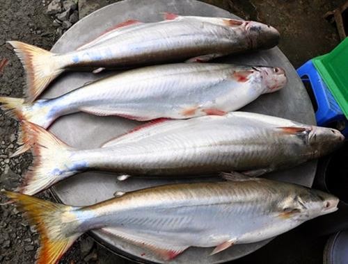 Ông Lâm Văn Bình nuôi cá bông lau có thu nhập cao