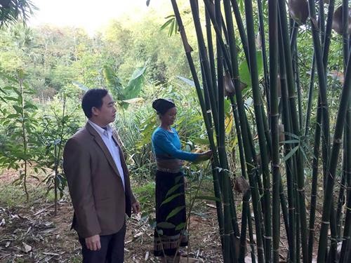 Thanh Hóa hỗ trợ đồng bào dân tộc thiểu số tự nguyện trồng rừng