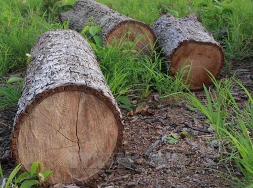 Gần 20 ha rừng ở huyện Ea Súp bị phá: Thiếu sự quản lý của chủ rừng và lực lượng bảo vệ rừng