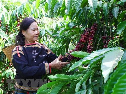 Đắk Lắk khuyến cáo tránh tình trạng trồng xen canh cây ăn quả ồ ạt trong vườn cà phê