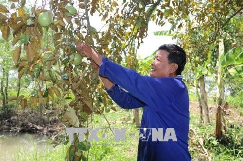 Tiền Giang mở rộng diện tích trồng cây ăn quả