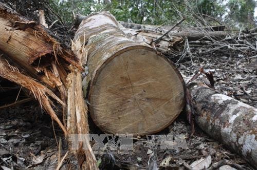Điều tra làm rõ vụ khai thác gỗ trái phép tại đồi Chư Jú