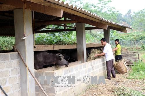 Nuôi trâu, bò vỗ béo giúp người dân vùng cao Bình An thoát nghèo