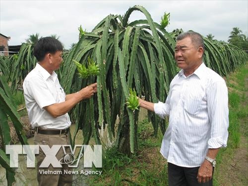 Ông Phạm Văn Tư trở thành "triệu phú" nhờ cây thanh long ruột đỏ