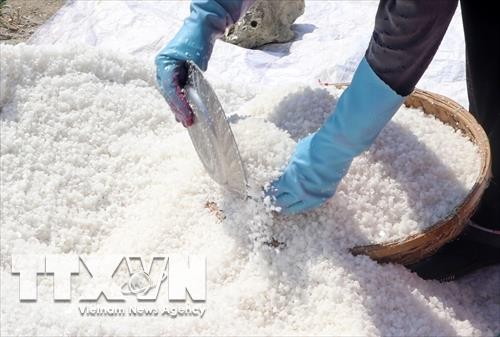 Diêm dân Phú Yên gặp khó vì muối được mùa nhưng rớt giá