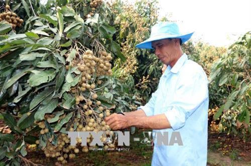 Nông dân Cù Lao Dung có thu nhập cao từ trồng nhãn Ido