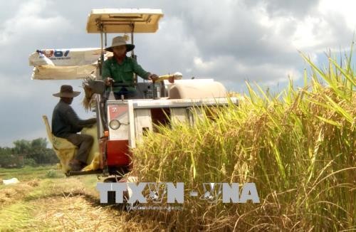Hiệu quả từ sản xuất lúa gạo hữu cơ chất lượng cao ở huyện Nghĩa Hành