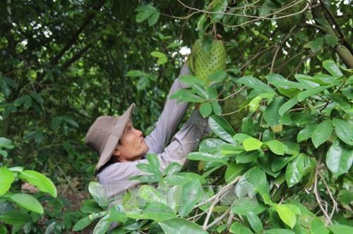 Phát triển cây mãng cầu xiêm trên đất cù lao Tân Phú Đông
