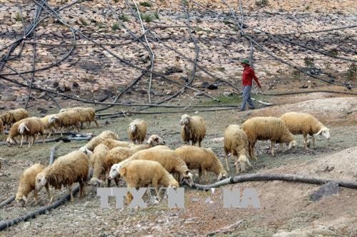 Tìm giải pháp phát triển chăn nuôi gia súc bền vững khu vực Nam Trung Bộ
