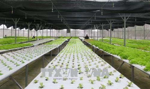 Quảng Trị thu hút nhiều dự án đầu tư vào nông nghiệp công nghệ cao