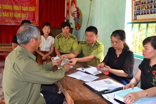 Hỗ trợ trồng rừng sau đầu tư ở huyện Bảo Yên