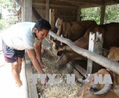 Tín dụng chính sách giúp đồng bào Khmer ở An Giang phát triển kinh tế
