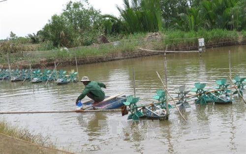 Phát triển kinh tế thủy sản trên vùng đất khó Tân Phú Đông
