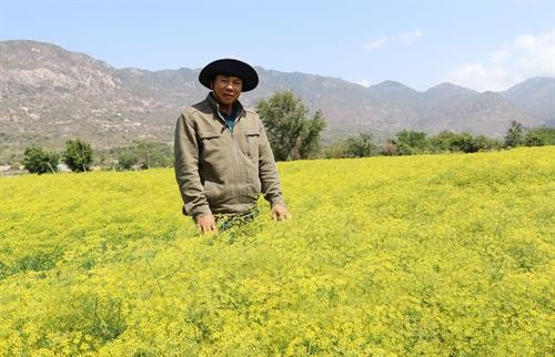  Ninh Thuận đẩy mạnh phát triển du lịch từ lợi thế nông nghiệp