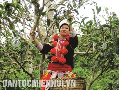 Nâng cao giá trị cây chè Tuyên Quang