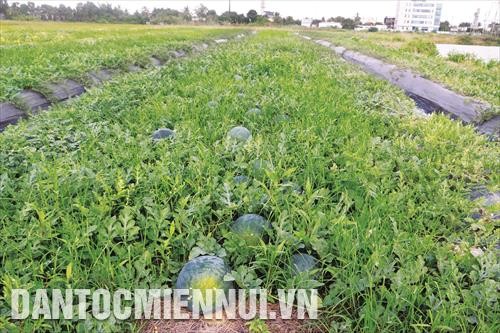 稻田种西瓜带来较高经济效益