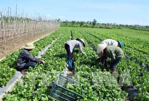 Tây Ninh: Khuyến khích nông dân và doanh nghiệp cùng tham gia vào chuỗi giá sản xuất nông nghiệp