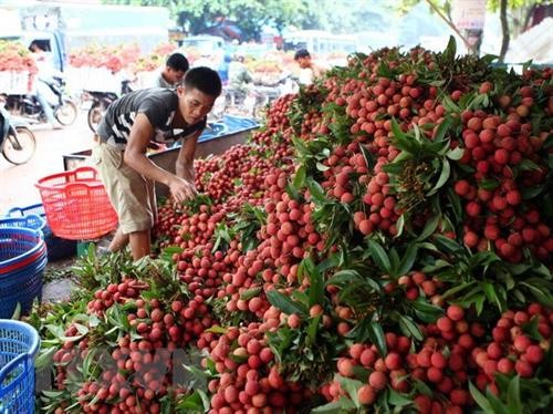 Bắc Giang đẩy mạnh phát triển, tiêu thụ các sản phẩm nông sản chủ lực, đặc trưng địa phương