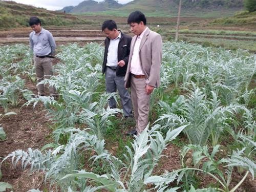 河江省管簿县开发与利用药材资源来提高居民生活水平