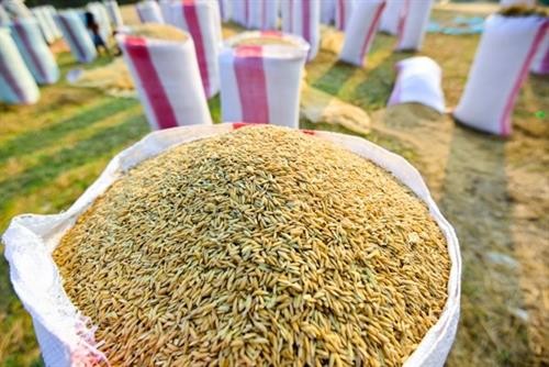 2018年上半年柬埔寨大米出口量同比下降5.9%