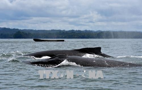 Colombia bắt đầu mùa du lịch ngắm cá voi lưng gù