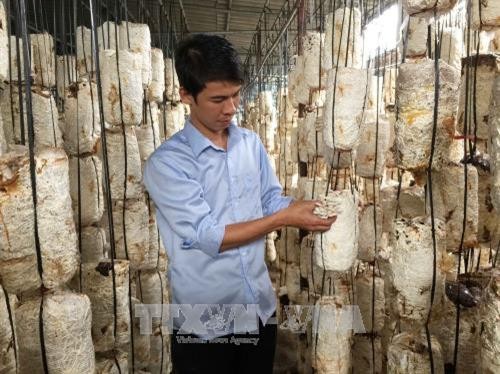 Cách xử lý phế phụ phẩm trồng nấm làm giá thể hữu cơ