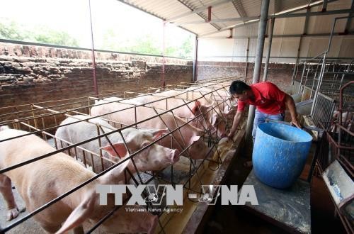 Phú Thọ: Giá lợn hơi tăng, nông dân vẫn ngại tái đàn