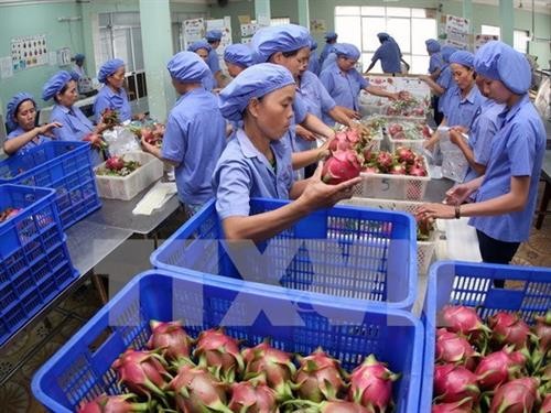 扩大越南水果对中国出口
