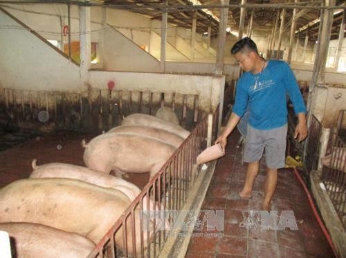 Hiệu quả từ mô hình chăn nuôi lợn bằng chế phẩm sinh học của ông Nguyễn Hữu Nhân