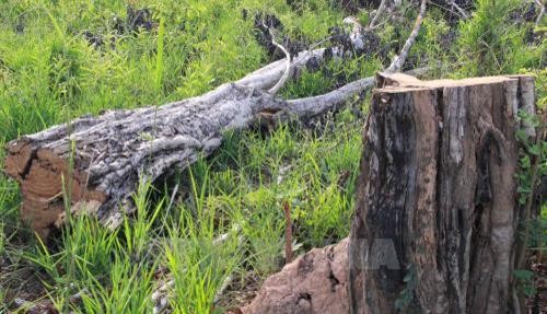 Đắk Lắk: Cần xử lý nghiêm hành vi mua, bán đất rừng trái phép