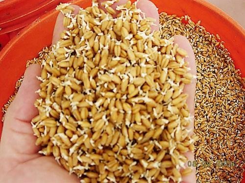 Cách để hạt lúa giống nảy mầm đều
