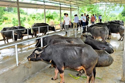 Liên kết chăn nuôi an toàn sinh học cho hiệu quả kinh tế cao ở Tuyên Quang