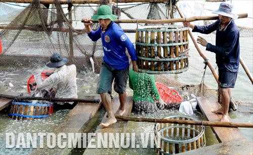 Nhiều hộ dân Long An chưa được hưởng chính sách khuyến khích nuôi thủy sản