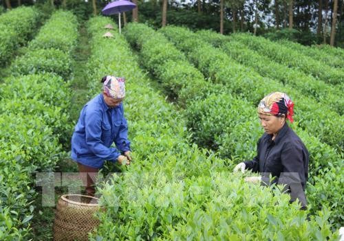 Nhiều hợp tác xã nông nghiệp ở Lào Cai hoạt động kém hiệu quả