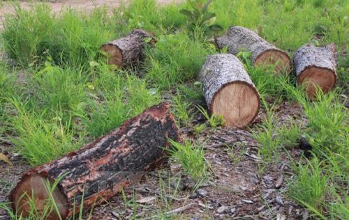 Vi phạm trong quản lý, bảo vệ rừng ở Đắk Lắk có giảm nhưng chưa bền vững