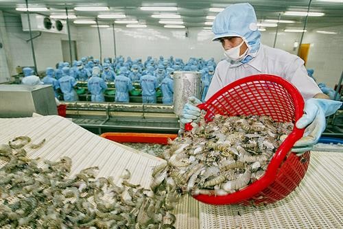越南出口美国的虾类产品正面临诸多挑战