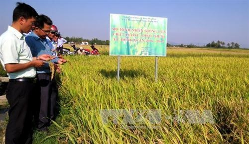 Phú Yên: Hỗ trợ nông dân mở rộng diện tích sử dụng lúa giống đạt tiêu chuẩn